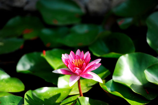 幸运飞艇彩票