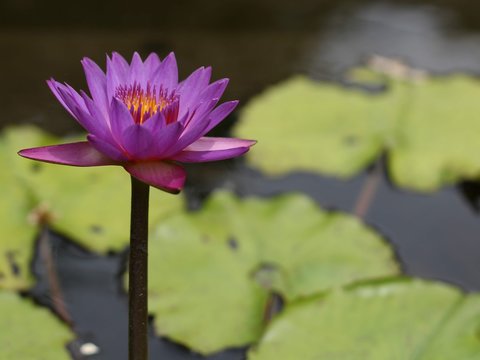 幸运与幸运飞艇